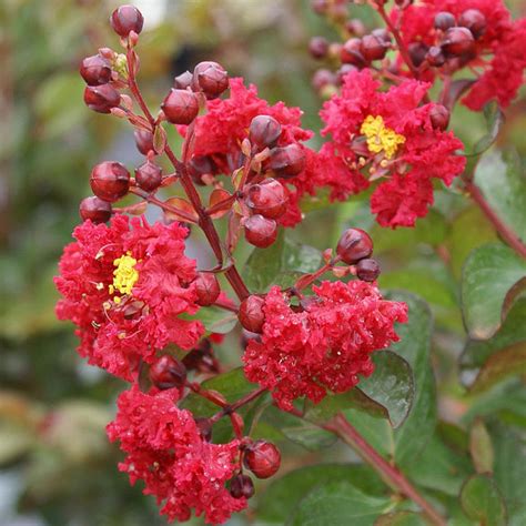 Dynamite Red Crape Myrtle Trees for Sale – FastGrowingTrees.com