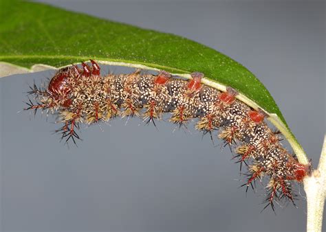 Stinging caterpillars are active in the state | Mississippi State University Extension Service