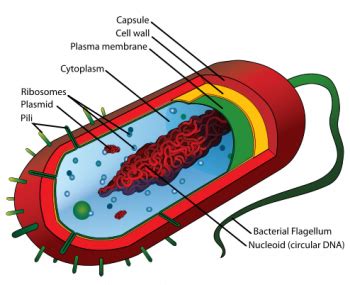 1.1 Eukaryote cells – Plant Anatomy and Physiology