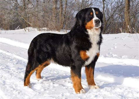 Bernese Mountain Dog - Pets