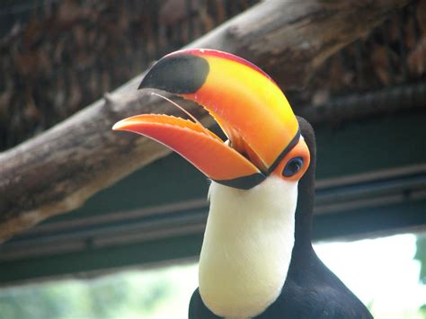 Toucan Funny Face by AlogakiPhoto on DeviantArt