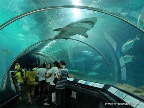 Shanghai Aquarium: An Underwater Adventure - Ferreting Out the Fun