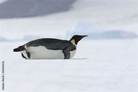 Emperor Penguin Sliding