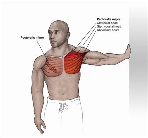 Pectoralis Major Exercises