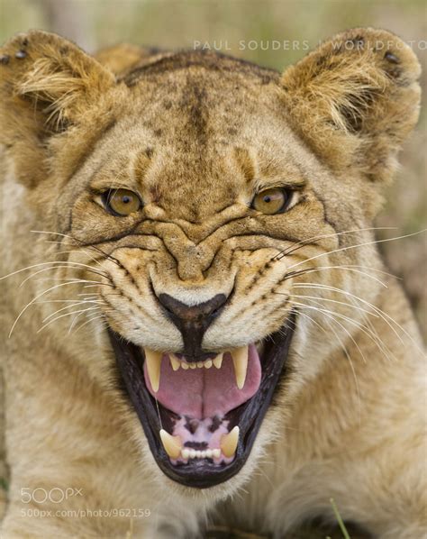 Snarling Young Lion by Paul Souders | WorldFoto / 500px