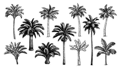 Palm Trees And Leaves Black Line Silhouettes Vector Sketch Illustration Stock Illustration ...