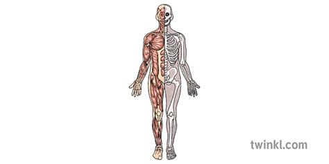 musculoskeletal anatomy विज्ञान जीव विज्ञान मानव शरीर mps ks2 Illustration