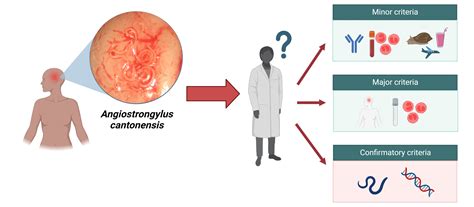 Pathogens | Free Full-Text | Neuroangiostrongyliasis: Updated Provisional Guidelines for ...