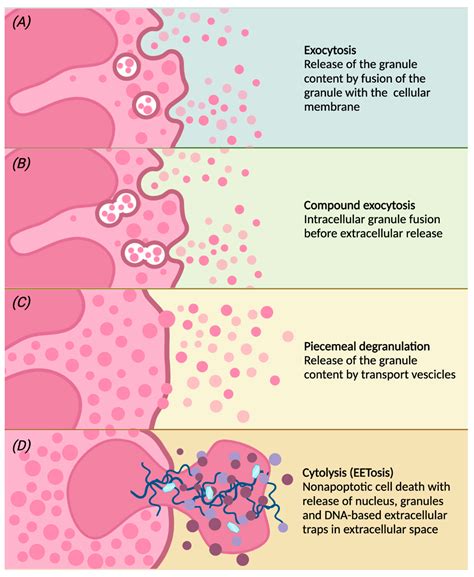 Eosinophil Structure and Biology | Encyclopedia MDPI