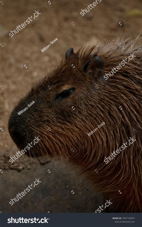 Capybara Head Watching Herd Stock Photo 1997192957 | Shutterstock