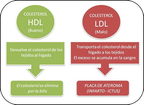 Formula De Calculo Do Colesterol Ldl - Printable Templates Free