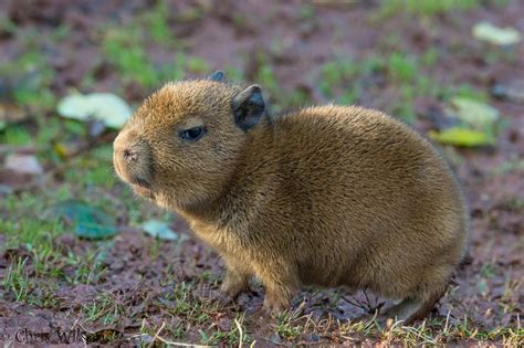 The Daily Capybara | Baby capybara, Capybara, Animals beautiful