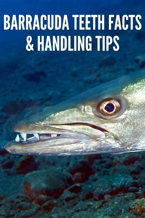 Barracuda teeth facts handling tips with pictures – Artofit