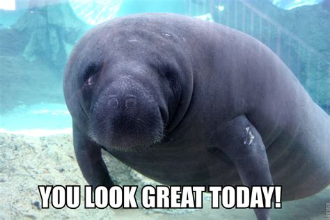 Funny Manatee Quotes. QuotesGram