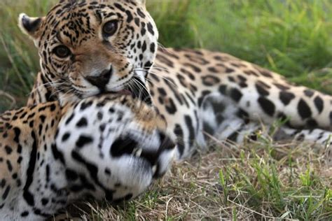 Jaguar - Brazil | www.lovelionsalive.one