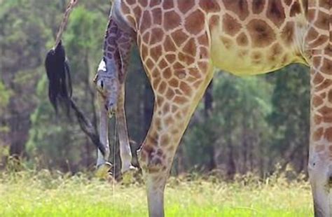 Giraffe Gives Birth At Australian Zoo