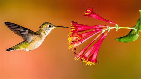 Hummingbird Facts - Hummingbirds Plus