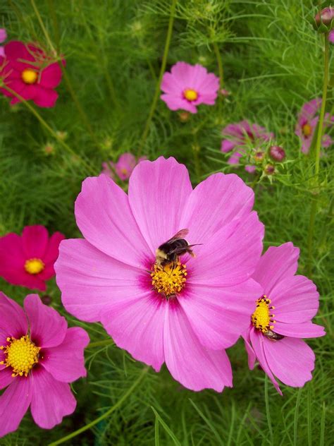 Cosmos - The Color Purple | Cosmos, Purple color, Flower garden