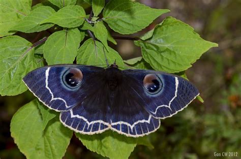 blue moth - Google Search | Moth, Beautiful butterflies, Bugs and insects