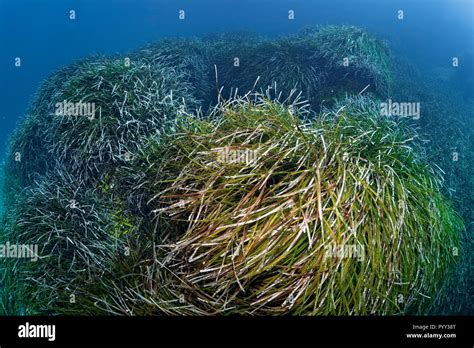 Neptune Grass (Posidonia oceanica), Mediterranean Sea, Southern Cyprus, Cyprus Stock Photo - Alamy