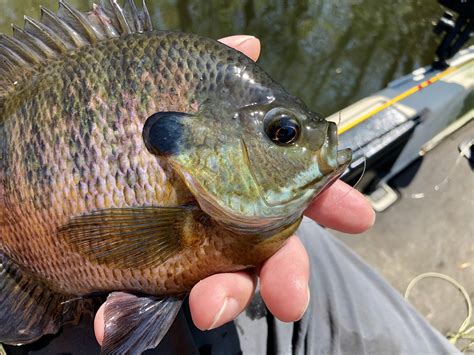 The Perfect Panfish Fly Box - A Minimalist Approach to Fly Fishing ...