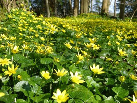 Lesser Celandine seed