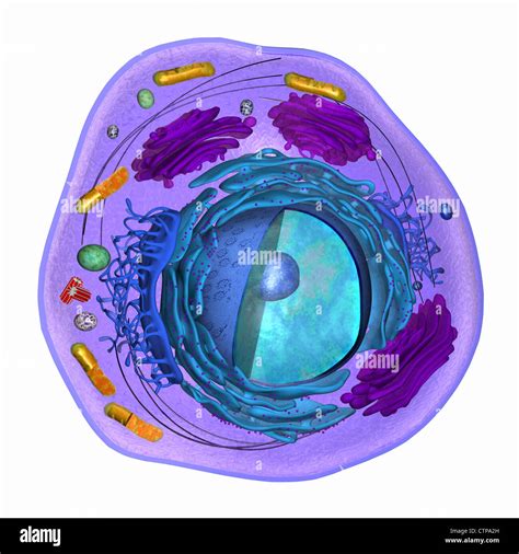 3d model eukaryotic cell Cut Out Stock Images & Pictures - Alamy