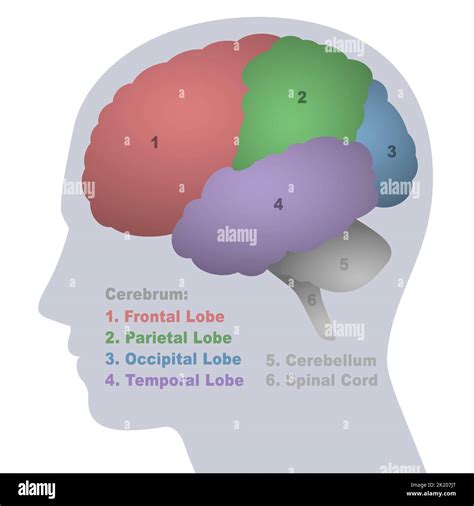 Brain lobes, anatomical regions of the cerebrum, frontal, parietal, occipital and temporal lobe ...