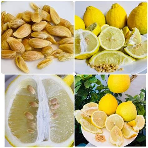 Ponderosa Lemon Tree 25 Seeds Fresh – Sapodilla Gardens