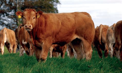 Limousin cattle for sale | David Clarke Livestock