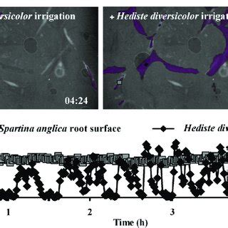 Comparison of plant-mediated (S. anglica) and infauna mediated (H ...