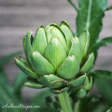 Blueberry Harvest (Weekend Gardening) - Making Life Delicious