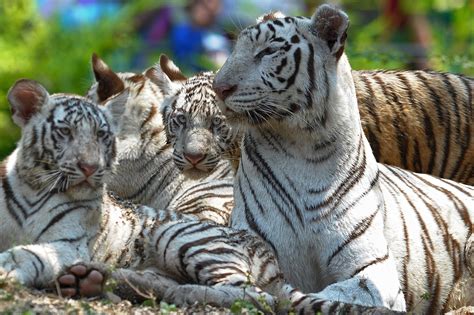 Rare White Tiger Killed by Bengal Tigers in India