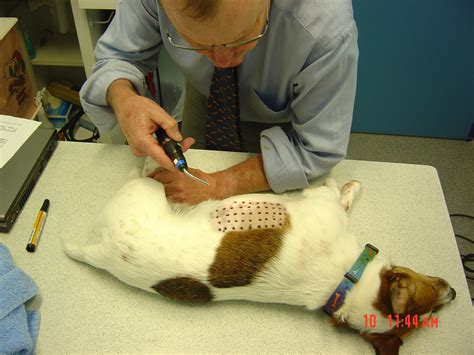 Itchy dogs - allergen hypersensitivity - Halifax Vet Centre