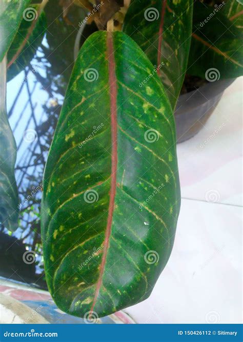 Fresh plants stock photo. Image of coconut, flower, summer - 150426112