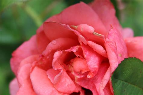 Manyika Hybrid Tea Rose Free Stock Photo - Public Domain Pictures