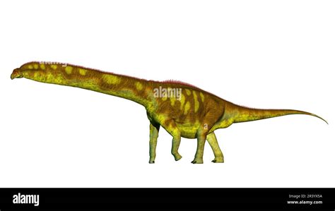 Dreadnoughtus shrani dinosaur, side view on white background Stock ...