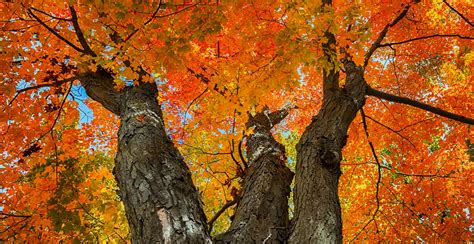 Replant.ca Environmental: The Sugar Maple tree (Acer saccharum)