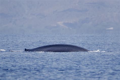 Pygmy Blue Whale in December 2023 by ulexeuropaeus · iNaturalist