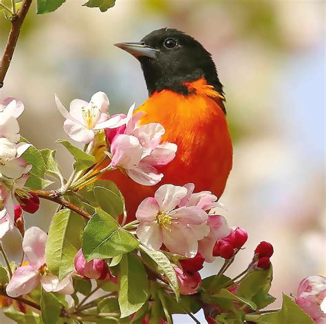 The 51 Best Spring Bird Pictures Ever - Birds and Blooms