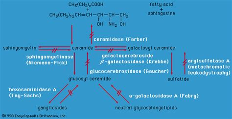 Metabolic disease - Lipid Disorders, Cholesterol, Triglycerides | Britannica