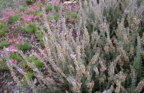 Calluna vulgaris | QJURE.com