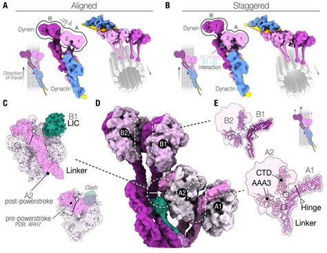 Interactions of the dynein heavy chain. (A) The density map of the ...