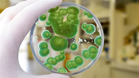 Mold that led to penicillin discovery revived to fight superbugs | Live Science