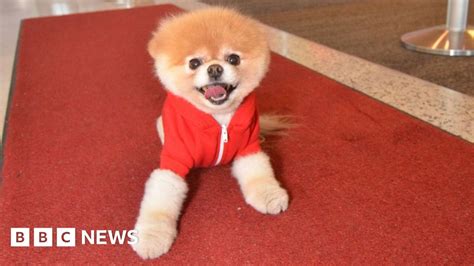 Boo the Pomeranian dog dies 'from a broken heart'