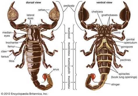 Scorpion | Scorpion, Arachnids, Insect anatomy