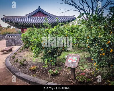 Tangerine orange farm in Jeju island, South Korea Stock Photo - Alamy