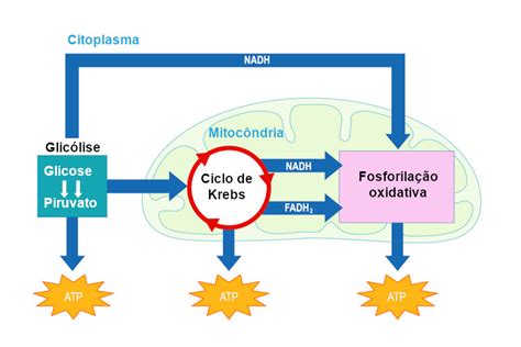 Biologia Respiracao Celular Parte 2 Ciclo De Krebs Respiracao Images