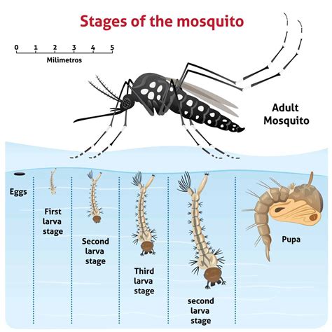 Mosquitoes in Texas - How to Properly Deal with Them