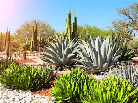 What Are Xerophytes - Types Of Xerophytic Plants For The Garden